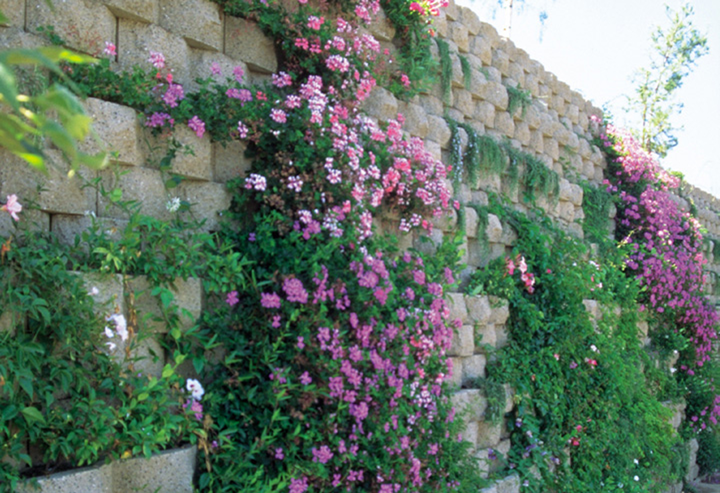 Vertical garden with blooming pink flowers