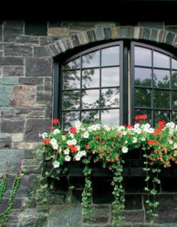 Window box with white and red blooms